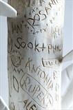 Elm Tree Project / Grafitti Tree by Jilly Sutton, Sculpture