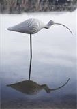 Curlew by Jilly Sutton RSS, Sculpture