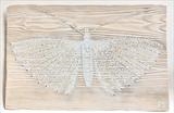 Plumed Moth by Jilly Sutton RSS, Wood