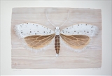 Spindle Moth by Jilly Sutton ARBS, Painting, Acrylic paint on wood